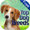 Dog Breeds Easy Pet Finder