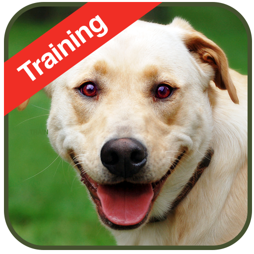 Dog Training