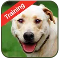 Dog Training