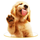 Doggy Lick your Screen LWP APK