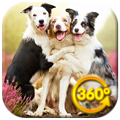 Dogs VR Videos 360