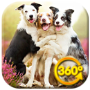 Dogs VR Videos 360 APK