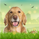 Сумасшедшая собака Simulator APK