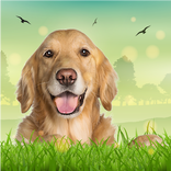 Louca do cão Simulator