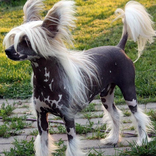 Chinese Crested Dog Puzzle
