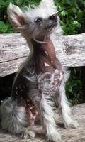 Chinese Crested Dog Puzzle Affiche