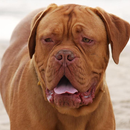 APK Dogue de Bordeaux Jigsaw Puzzl