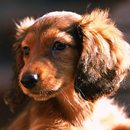 Dachshund Jigsaw Puzzle APK