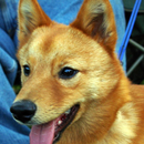 Finnish Spitz Jigsaw Puzzle APK