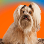 Havanese Jigsaw Puzzle