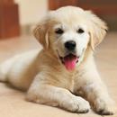 Dogs and Puppy News APK
