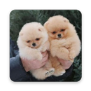 MOLLY - Little Dog, Cute Puppies Videos APK