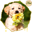 HD Golden Retriever Wallpapers Pets Dogs