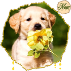 HD Golden Retriever Wallpapers Pets Dogs icône