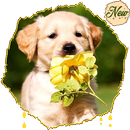 HD Golden Retriever Wallpapers Pets Dogs APK