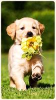HD Golden Retriever Обои для любителей собак постер