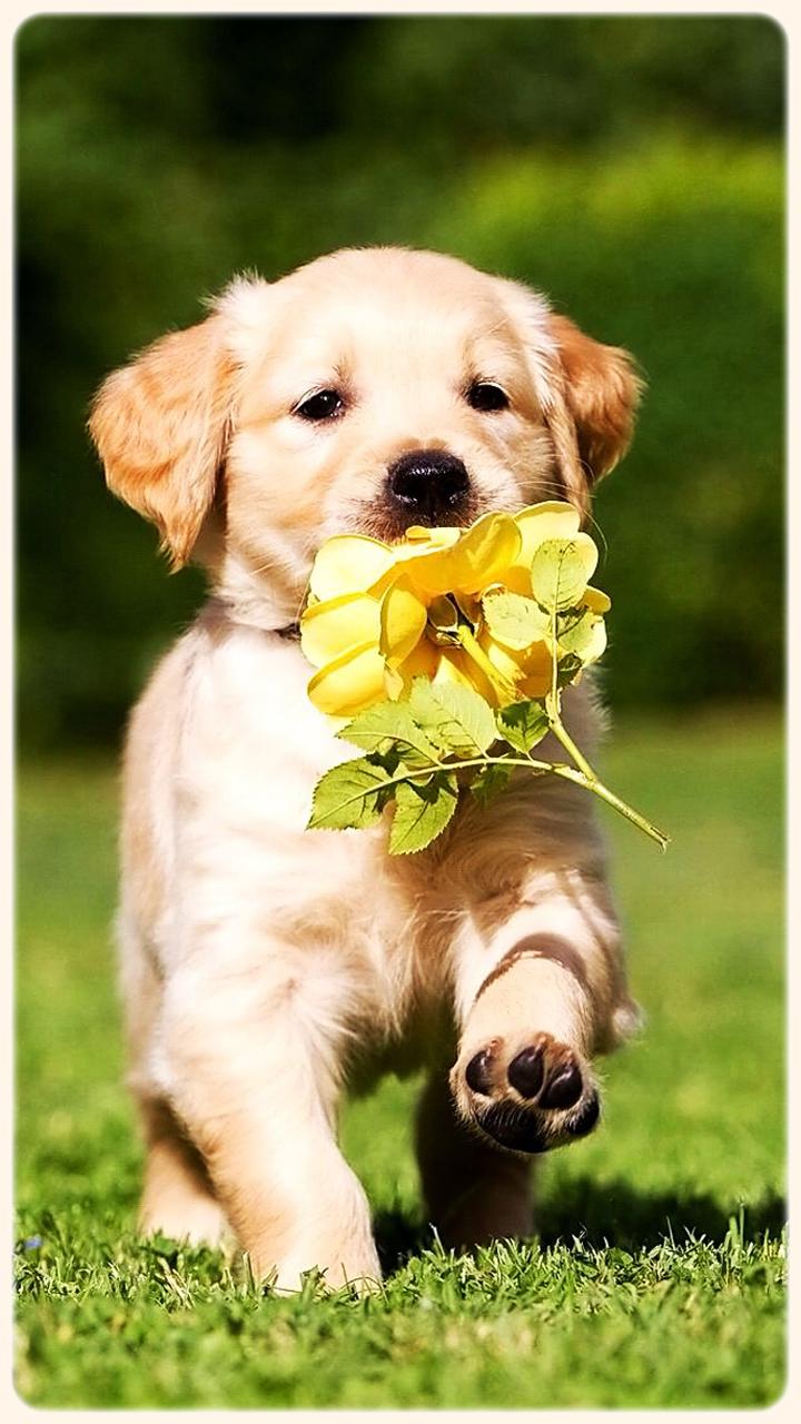 23+ Golden Retriever Wallpaper Puppy