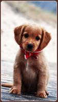 HD Golden Retriever Wallpapers Pets Dogs capture d'écran 1