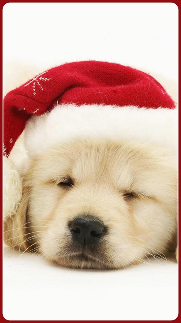 88+ Golden Retriever Wallpaper Golden Retriever Cute Puppies