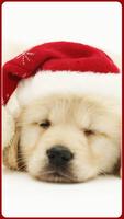 2 Schermata HD Golden Retriever Wallpapers Pets Dogs