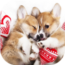 DOGS MINGONS best picture APK