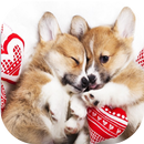 Dogs Mingons Fond Ecran APK