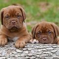Dogs Wallpapers HD - Puppies Live Wallpaper