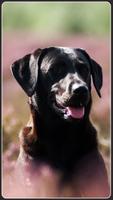 HD Labrador Retriever Wallpapers - Dogs Background Cartaz