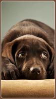 HD Labrador Retriever Wallpapers - Dogs Background ภาพหน้าจอ 2