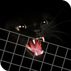 HD Beautifu Cute Kitty Tomcat Wallpapers - Kitten 图标