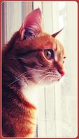 बिल्ली प्रेमियों के लिए एच.डी. टॉमकेट वॉलपेपर स्क्रीनशॉट 1