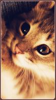 HD Beautifu Cute Kitty Tomcat Wallpapers - Kitten スクリーンショット 2