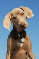 Cute Dogs Weimaraner wallpaper Affiche