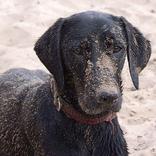 Dogs Muddle Puzzle Game