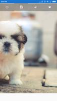 Dog Wallpaper for Android اسکرین شاٹ 3