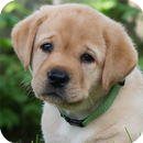 Dog Wallpaper APK