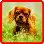 Dog Wallpaper APK