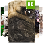 Dog Wallpapers icon