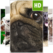 Fonds d&#39;écran pour chien icon