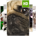 Fonds d'écran pour chien icône