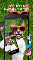 Hund Wallpapers Screenshot 1