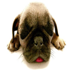 Dogy Loves Live Wallpaper иконка