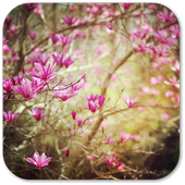 Flower Wallpapers icon