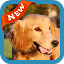 Dog Wallpaper APK