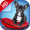 Fondos De Pantalla De Perros