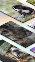 Fondos De Pantalla De Perros captura de pantalla 3