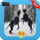 Giant Dog Wallpapers APK