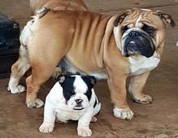 Cute Bulldog WP ภาพหน้าจอ 1