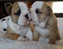 Cute Bulldog WP syot layar 2