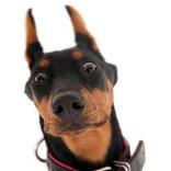 Тест какой ты песик?